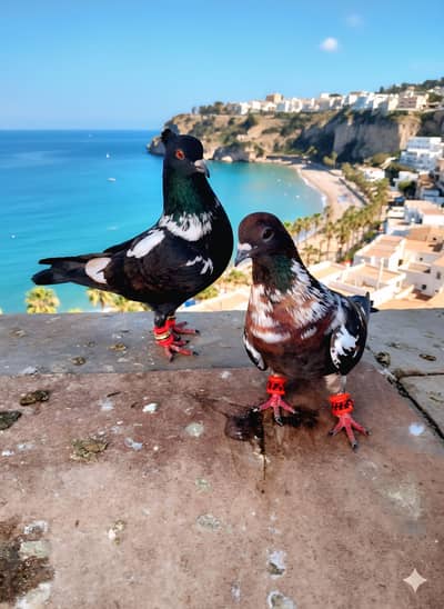 Pishori pair for sale