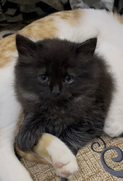 Cute Persian Kitten Tripple Coated male