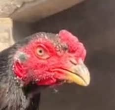 Quality aseel Mushka Bird 03023737562