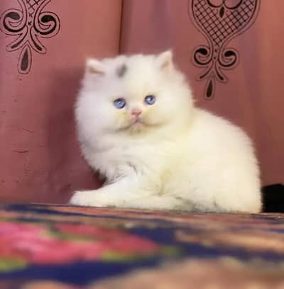 Persian female kitten for sale My WhatsApp number 03 20 24 100 47