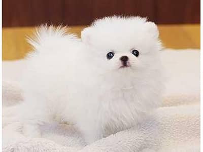 Pomeranian puppies 03425655411