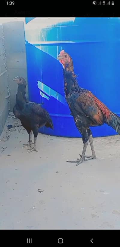 pure dragon pair ka eggs for sale bht hi high quality k he