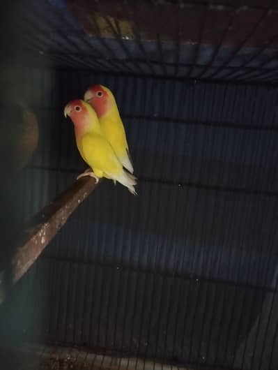 love birds