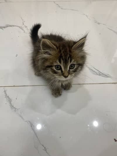 Adorable 2 Month Old Persian Kitten + Food, Litter & Accessories