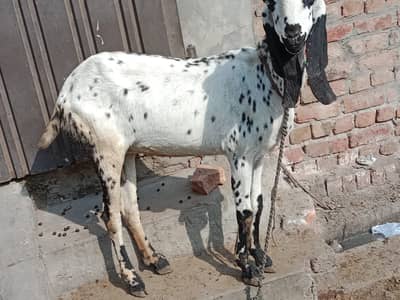 Desi goats |  4 dant bakri | desi bakri for sale| top quality