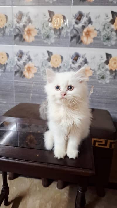 beautyfull kitten avilabel