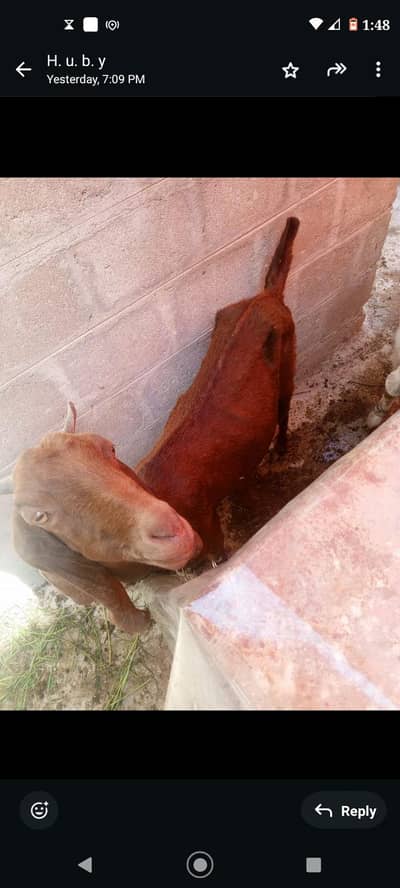 2 dant ki bakri 2 nar bache