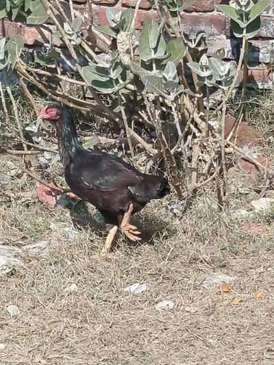 serious people contact only