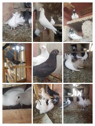 Pigeons For Sell