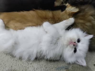 Pure Persian triple coated kitten for sale
