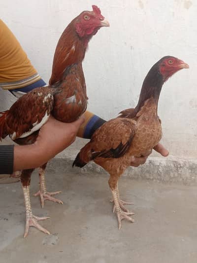 Mian Wali Aseel Margha