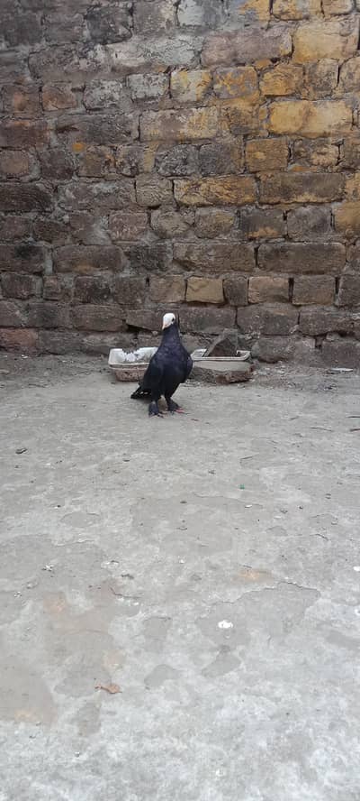 black mukhi and chatri wala