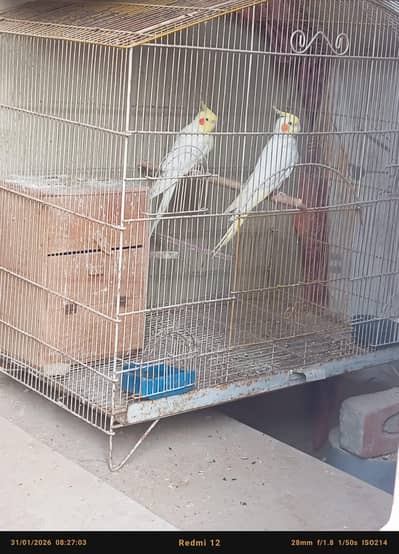 Cocktail Pair Crossing