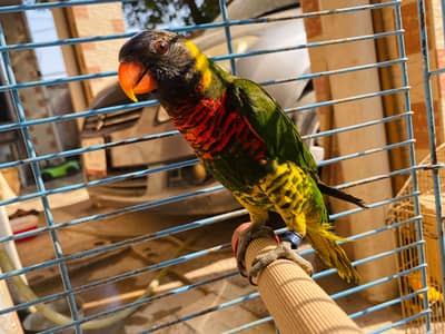 Rainbow lory | Coconut lory DNA females for sale