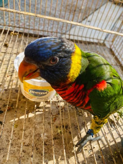 Rainbow lory | Coconut lory | Sun conure for sale