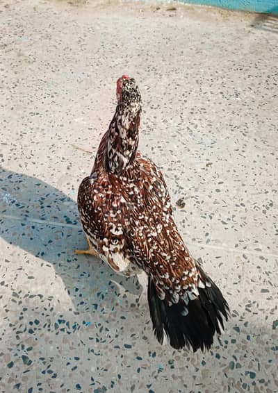 aseel females available || Aseel madiyan || Miawali aseel hens