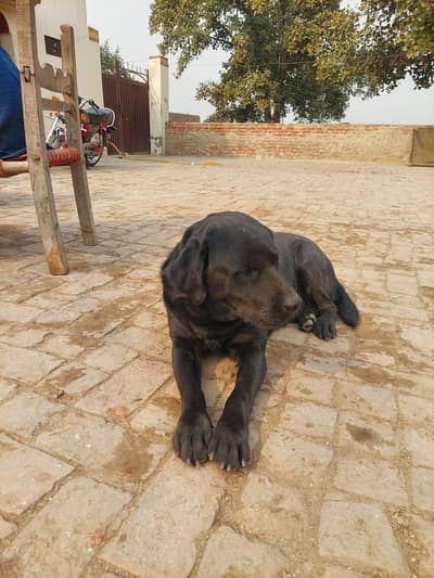 labra dog black colour for sale