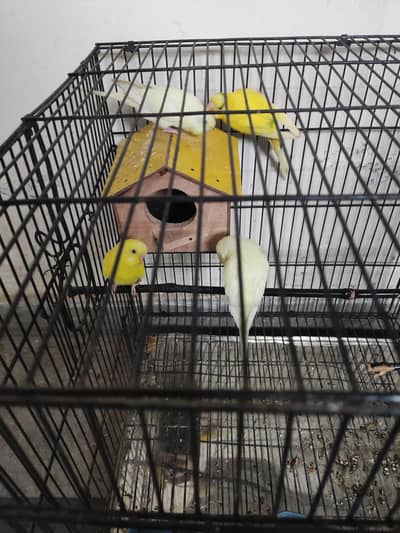2 pair Australian parrots with cage 2 portion