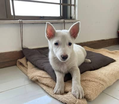 Russian zero size female puppy