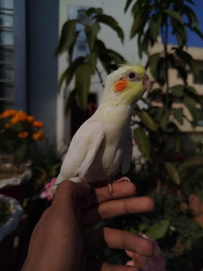 Quality Handtamed Cocktail Common White Red Eye For Sale No Bite