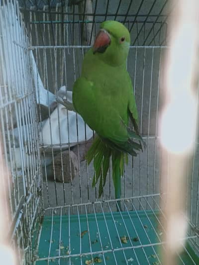 ring neck female for sale