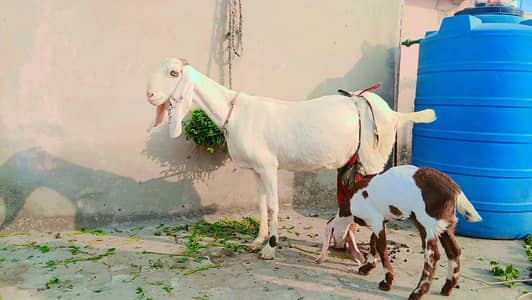 goat Urgent for sale