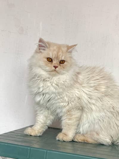 Persian Cat