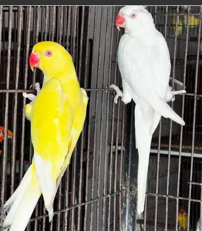 Ringneck top quality 2 pair Available