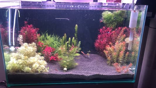 Fish Aquarium with sump