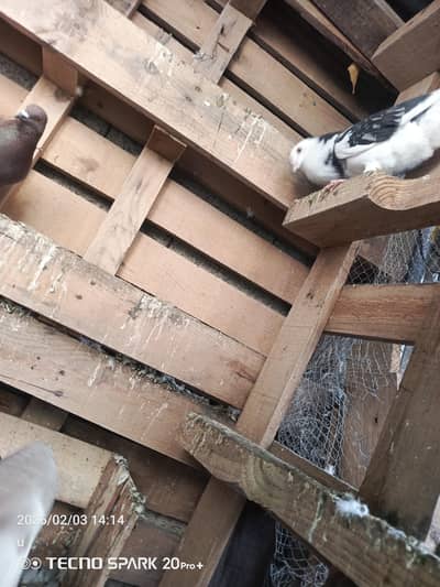 some fancy pigeon for sale who wants it