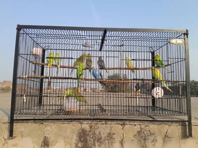 birds for sale 6 pair