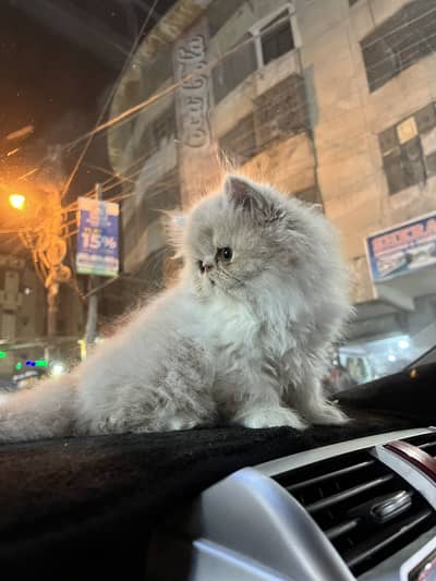 Peki face female kitten