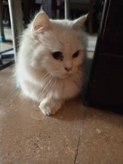 Persian Cat for Sale