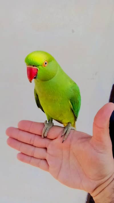 03369510495 Green ringneck parrot  handtame