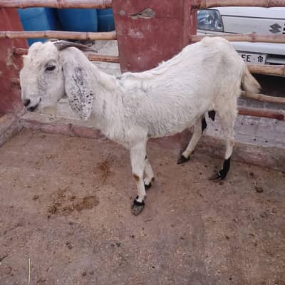 Female Gots For Sale Mother and daughter