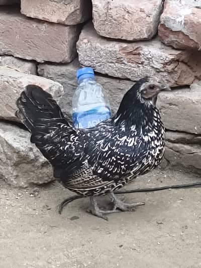 3 fancy hens for sale