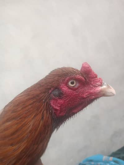 Aseel breeder in Multan