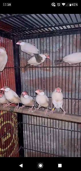 dark head fawn jawa confirm piar