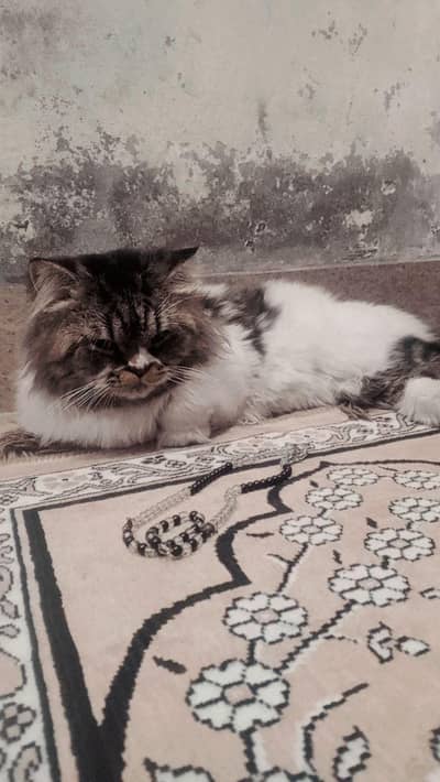 persian cat for sale 1  year old