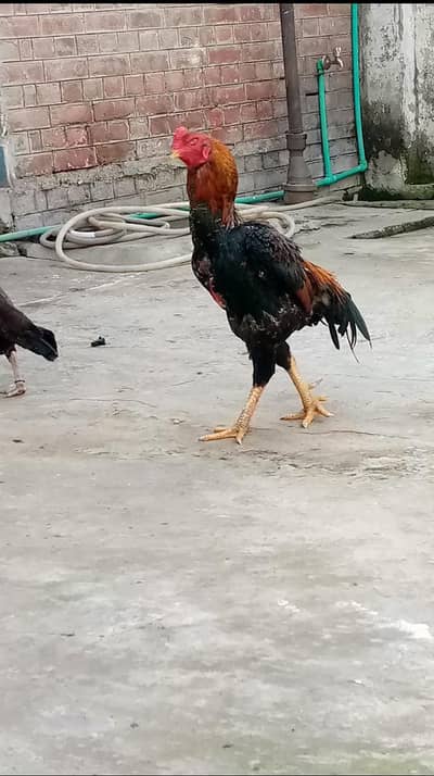 Lakha Shamo pair 03493675218Whatsaap