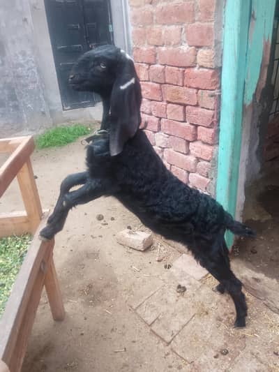 pure ambertasri breed path