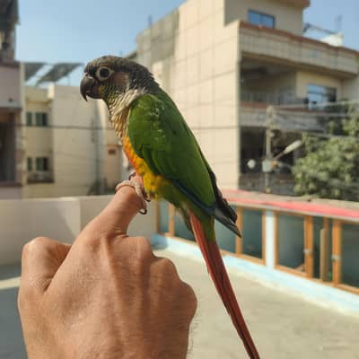 Green & Pineapple Conure Hand Tame playful for Sale