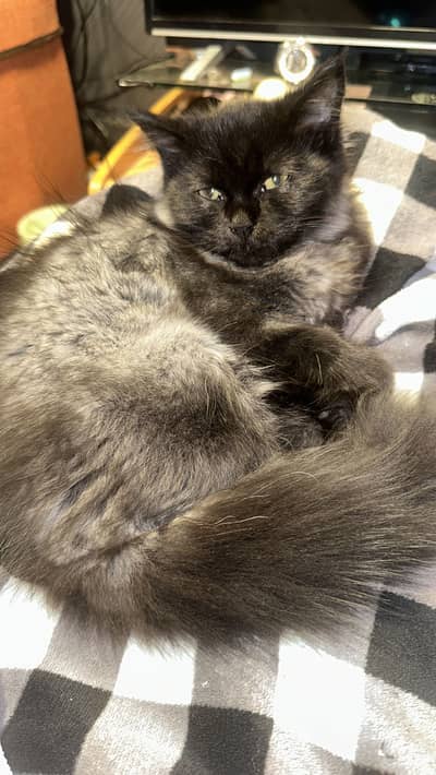 beautiful persian cat tripple coat just 4 months old