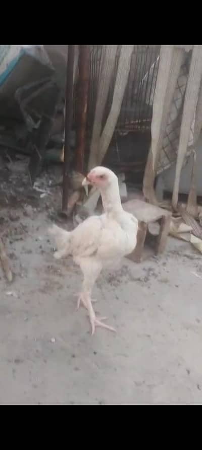 paper white heera aseel