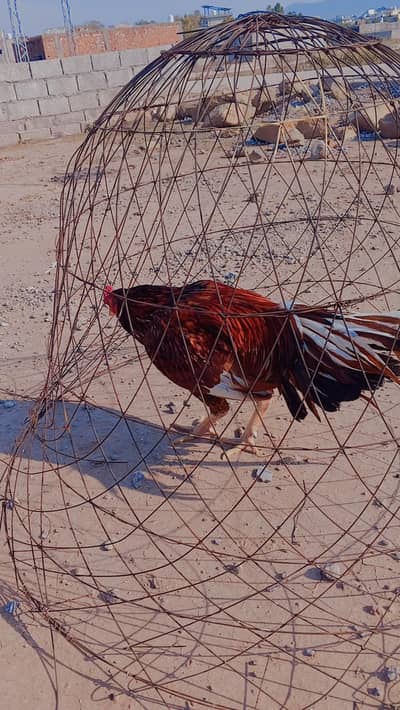 what's up num 03165259922