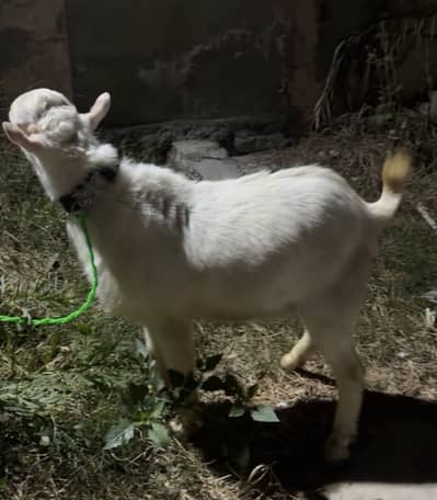 Tedda white male for sale