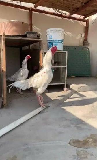 White German King Size O Shamo Chicks