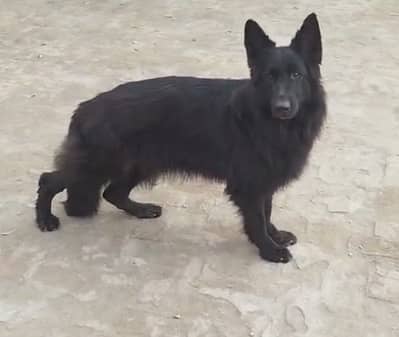 Beautiful female for sale