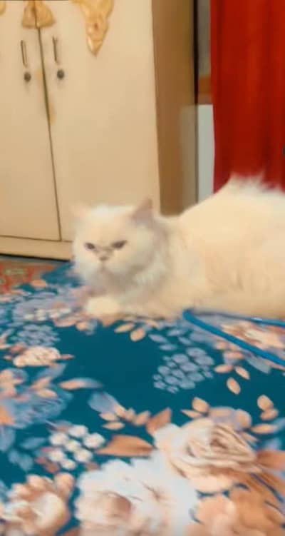 Punch face Persian Male Cat For Sale  Age 18 m