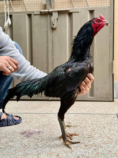 Aseel Thai | Imported Burmi Male | king size Burmi ( back footer ) |